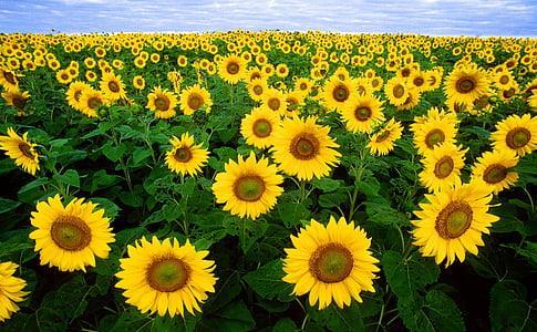 sunflower-sunflower-field-flora-field-thumb.jpg sunflower-sunflower-field-flora-field-thumb.jpg