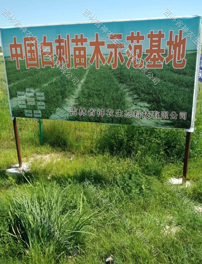 白刺果苗地 (3).jpg 白刺果苗地 (3).jpg