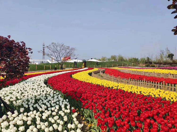 绿化草花品种绿化草花批发基地