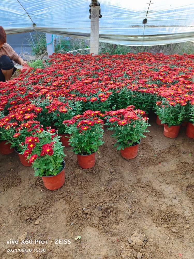 绿化草花品种绿化草花批发基地