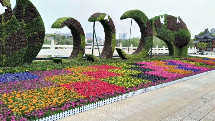 绿化草花品种绿化草花批发基地