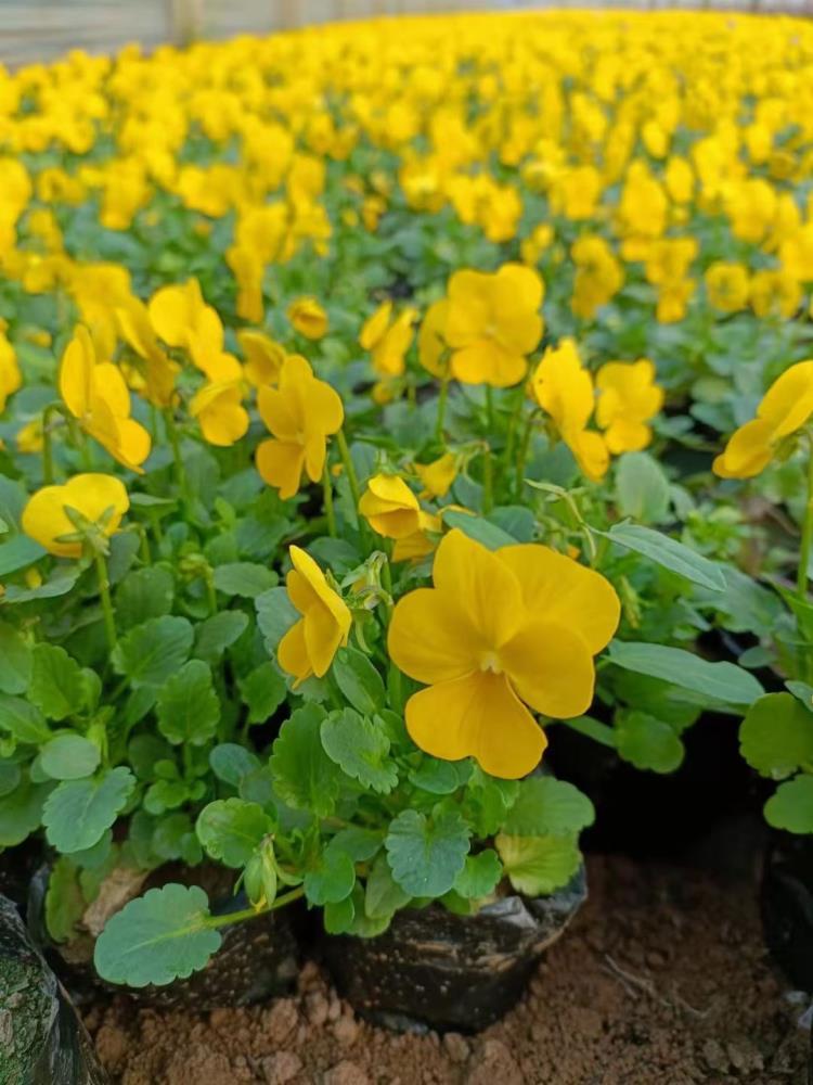 冬季耐寒草花种植基地