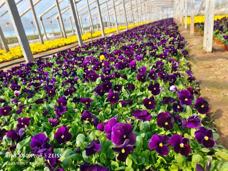 三色堇苗圃直供 青州三色堇批发基地
