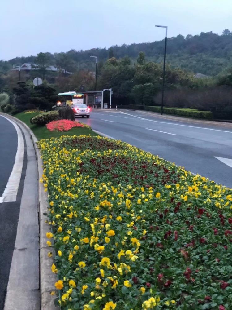 青州冬季耐寒草花三色堇供应基地