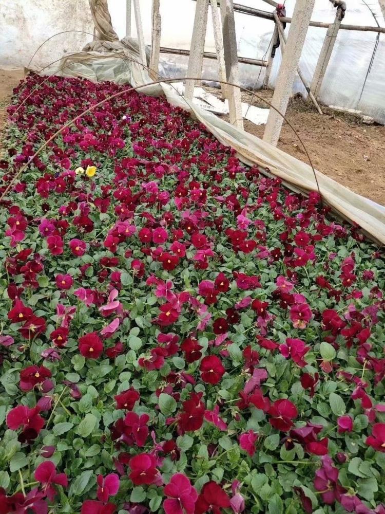 青州冬季耐寒草花三色堇供应基地