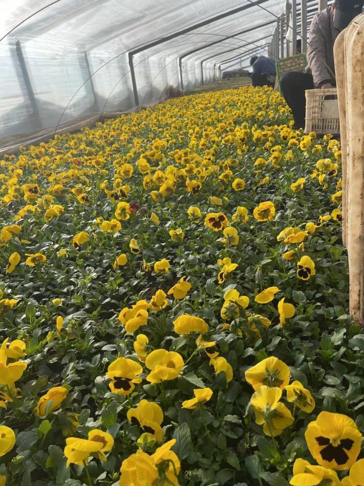 青州冬季耐寒草花三色堇供应基地