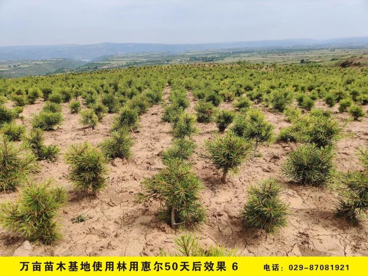 林用惠尔 苗圃除草剂苗木除草剂松树柏树杉木专用除草剂