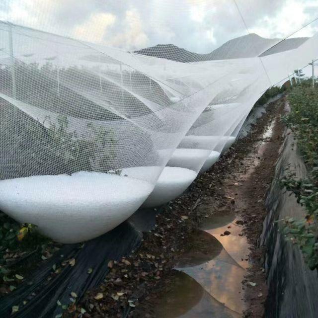 衡水安平善驰防雹网果园菜园果树蔬菜防鸟网