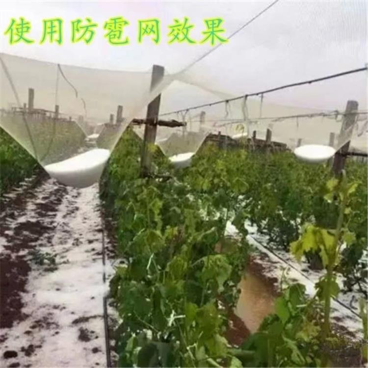 衡水安平善驰防雹网果园菜园果树蔬菜防鸟网