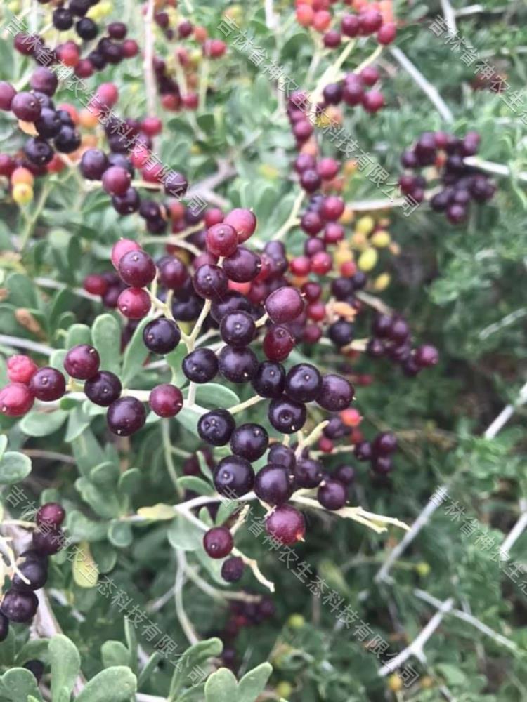 大量批发绿化用白刺苗 白刺种苗繁育基地 20公分高白刺苗子