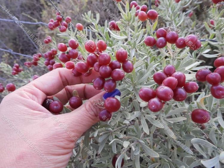 大量批发荒漠化治理白刺 吉林白刺苗木种植基地 30厘米高白刺
